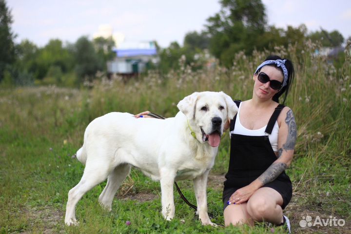 Алабай с ушами, прекрасная Кассандра, 3,5 года