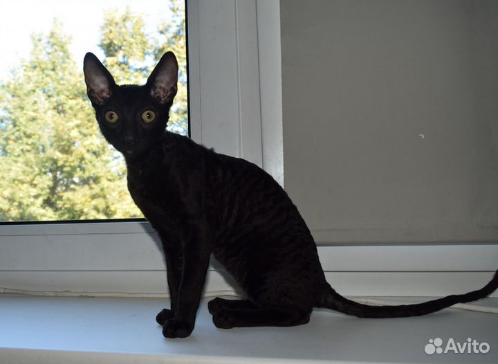 Котик 4 месяца чисто черный