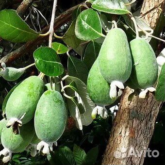 Саженцы фейхоа