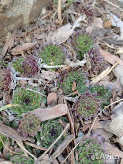 Молодило (Каменная роза)