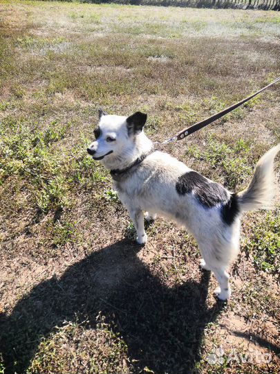 Отдам в добрые руки