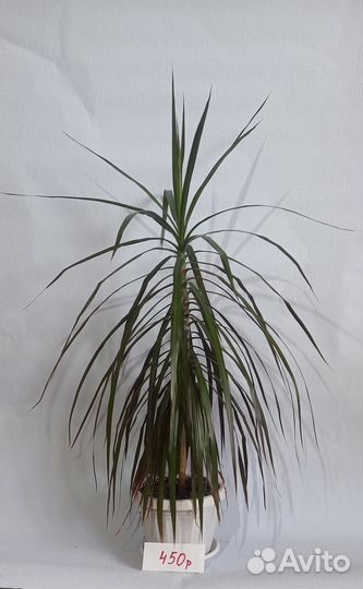 Комнатные растения цветы