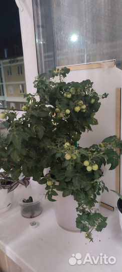 Рассада помидор балконный