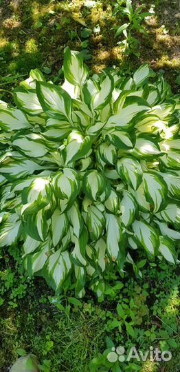 Саженцы дуба, лаконоса, черемши, полыни