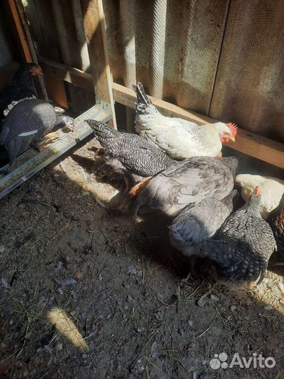 Молодые петушки