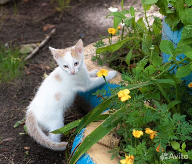 Котенок мальчик