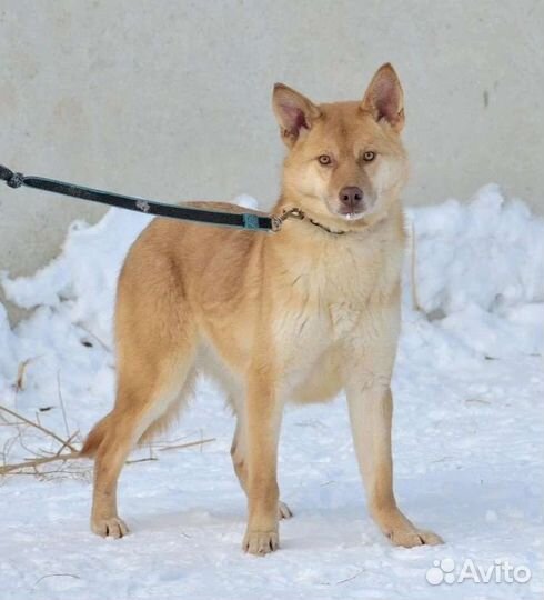 Собаки бесплатно в добрые руки