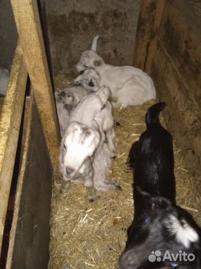 Козлятушки