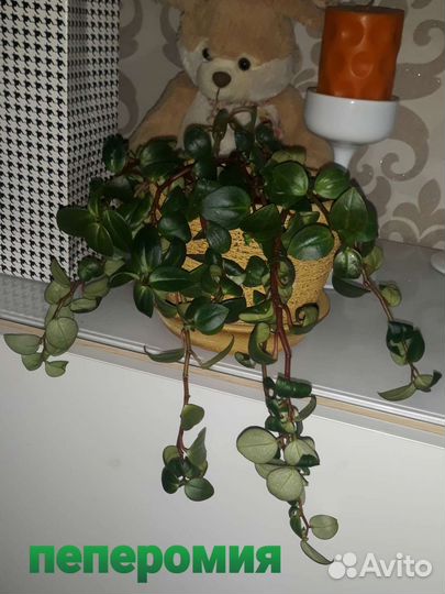 Комнатные растения