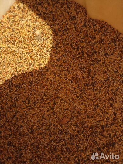 Семена просо