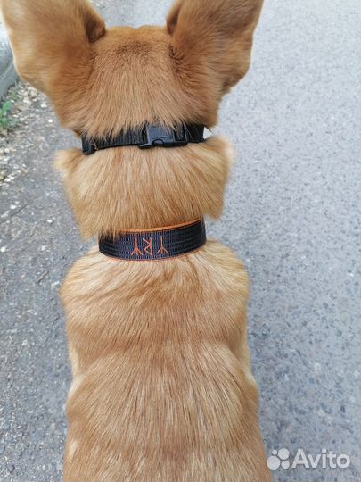 Оберег для собак под заказ