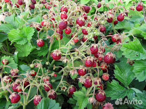 Клубника, земляника. Саженцы, усы