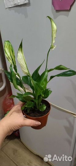 Спатифиллум