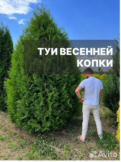 Туя брабант с доставкой