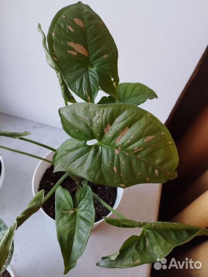 Сингониум сортовый pink splash