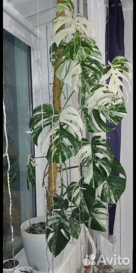 Верхушка монстера вариегатная альба