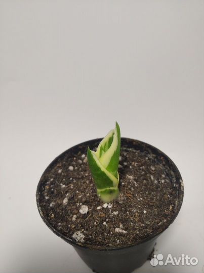 Сансевиерия манолин