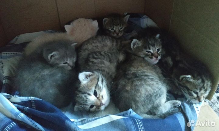 Котята в добрые руки