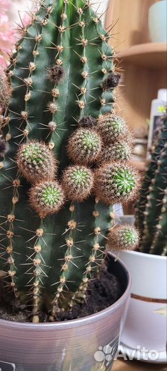 Кактус эхинопсис детки