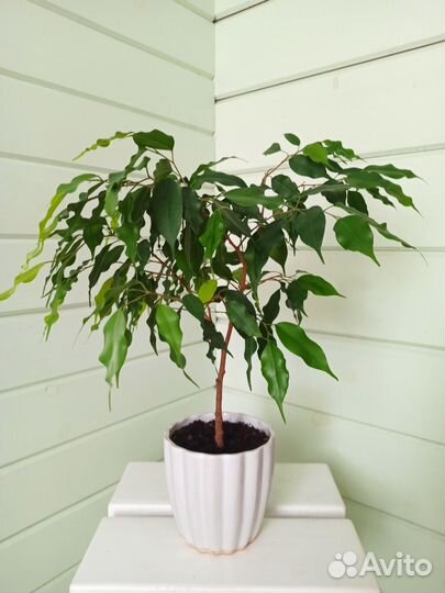 Фикус Бенджамина 40 см без учёта горшка