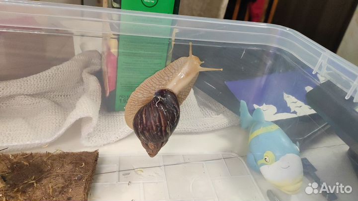 Улитки ахатины бесплатно