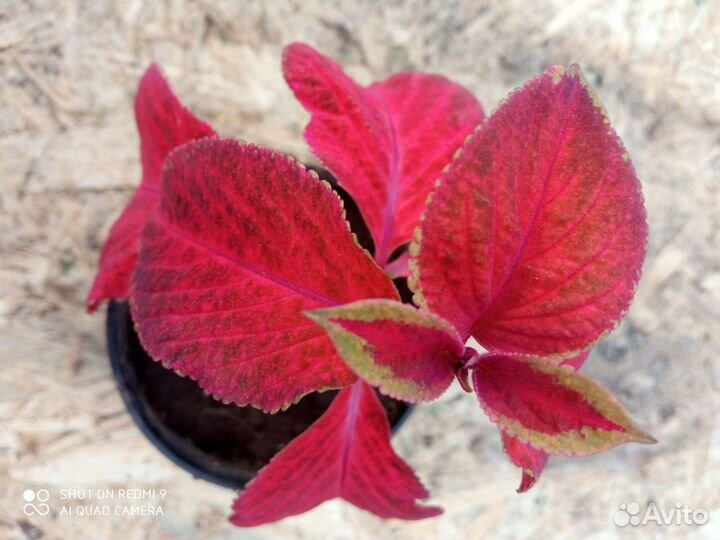 Колеусы укорененные