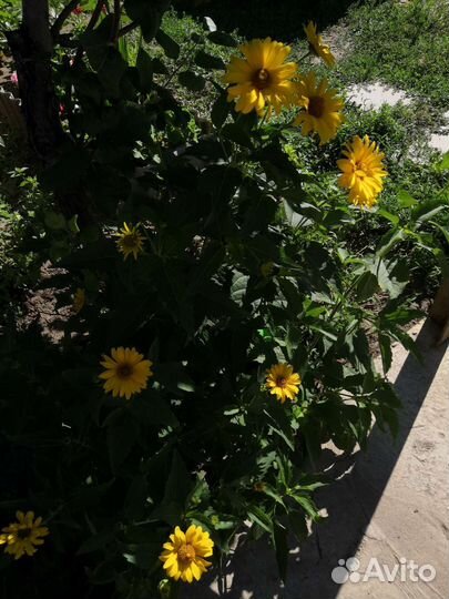Гелиопсис жёлтый
