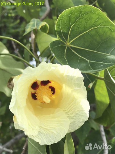 Экзотические