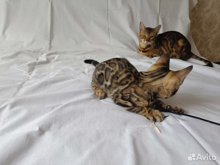 Бенгальская