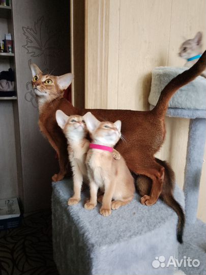 Абиссинские котята с документами
