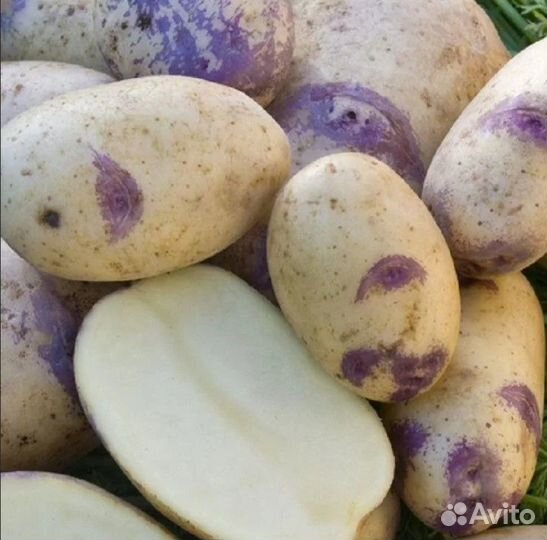 Картофель семенной Синеглазка