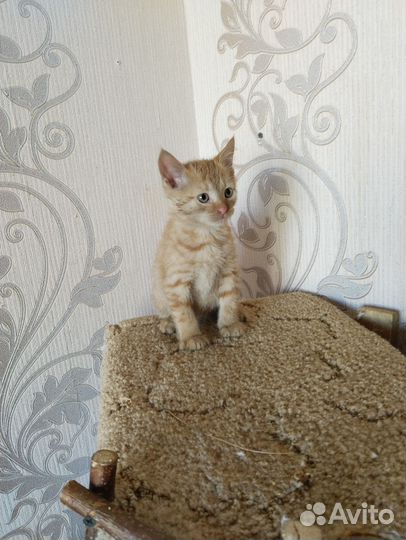 Кошки в добрые руки