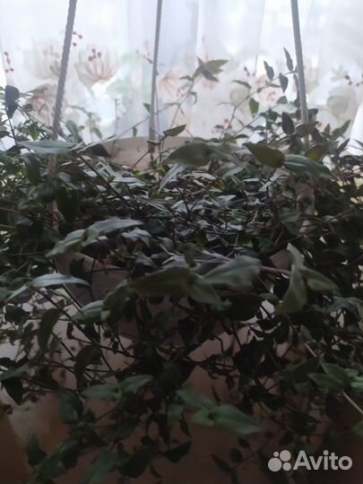 Геникулата таитянская, свадебная фата