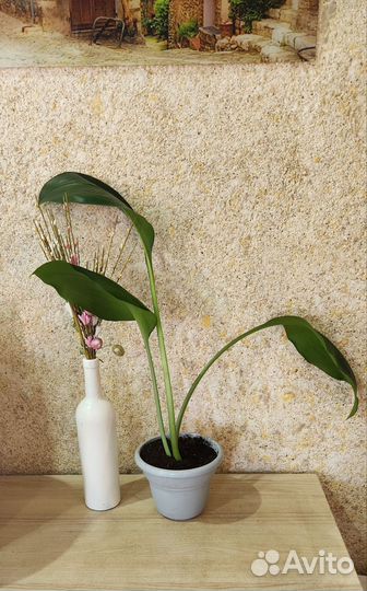 Эухарис амазонская лилия