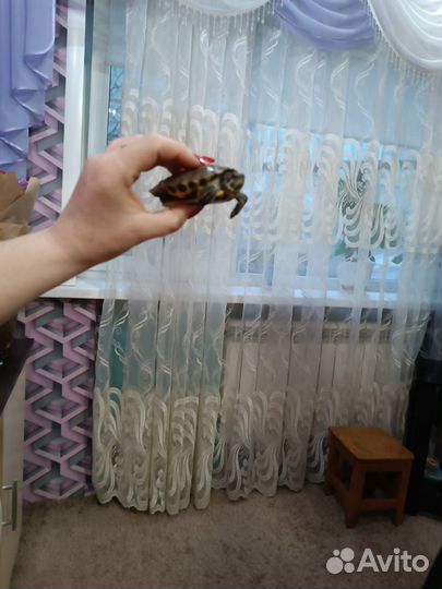 Черепаха сухопутная
