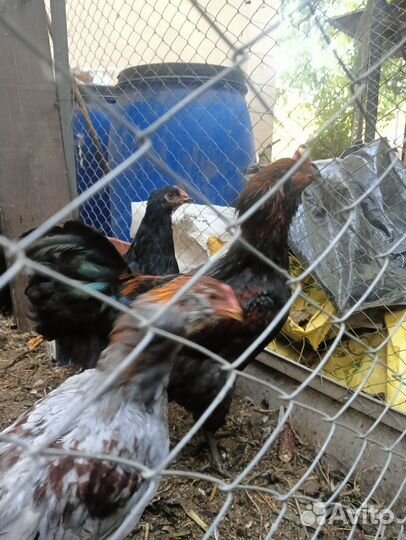 Куры Амераукана, пушкинские, доминант