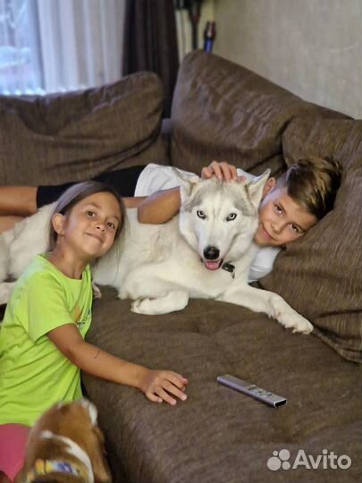 Хаски в добрые руки