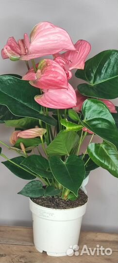 Антуриум Pink Champion