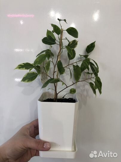 Фикус Бенджамина Голден Кинг