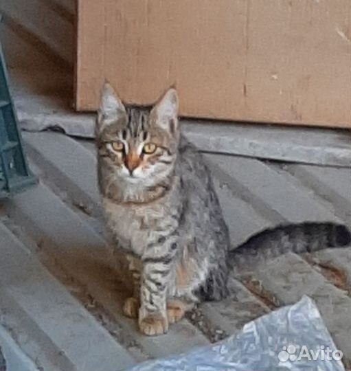 Кошечка 5 месяцев. Ищет добрый дом