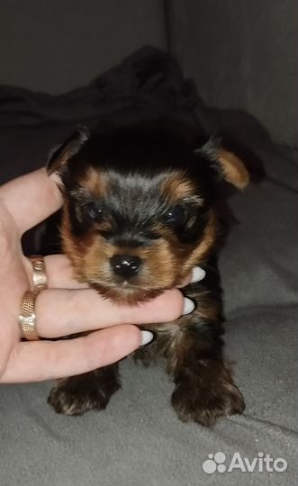 Мальчик Йорик