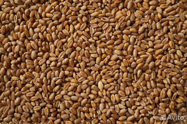 Корм для птиц