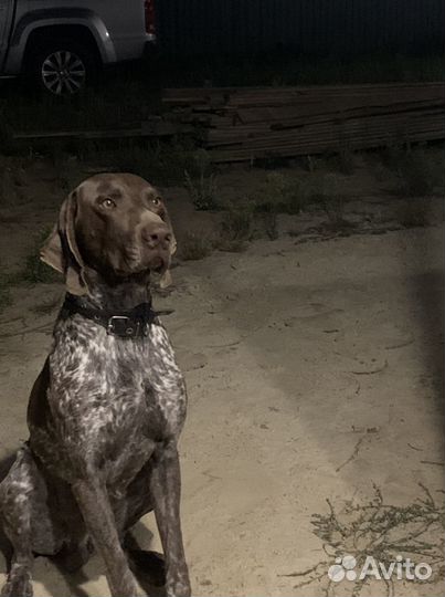 Курцхаар. Вязка