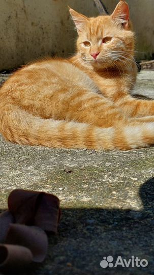 Рыжий котейка