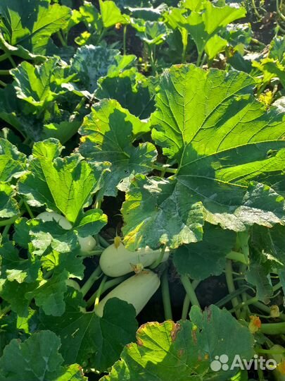 Семена кабачков