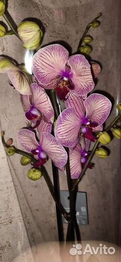 Орхидея Голден Леопард