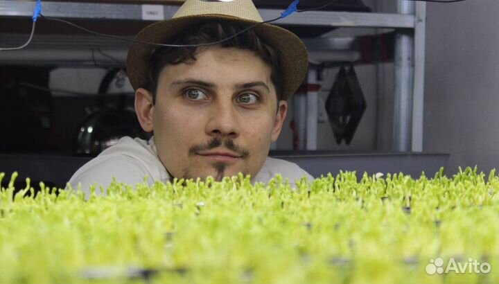 Семена для микрозелени Европейское Производство