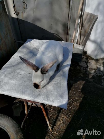 Другие животные