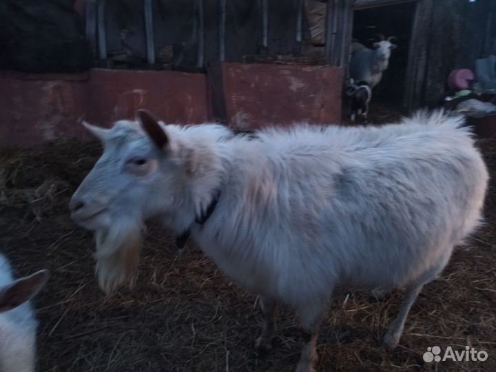 Продаётся козёл