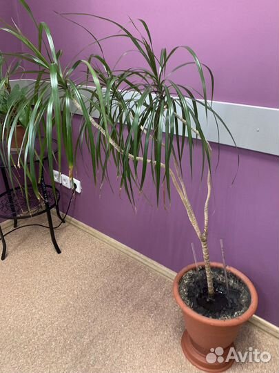 Комнатные цветы драцена